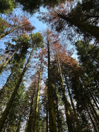 Von Tannenborkenkäfern befallene Küstentannen mit roter Nadelverfärbung im Nationalpark Saar-Hunsrück