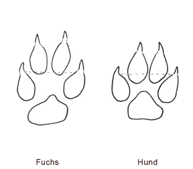 Spuren von Fuchs und Hund