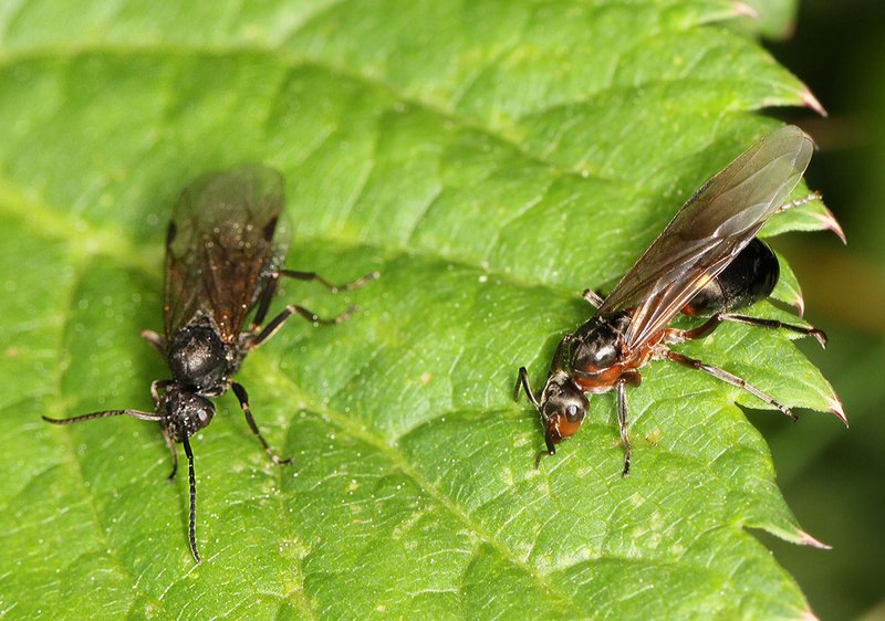 Solo le formiche in grado di riprodursi sono provviste di ali