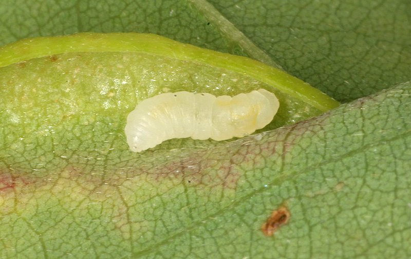 larves de la cécidomyie gallicole du robinier 