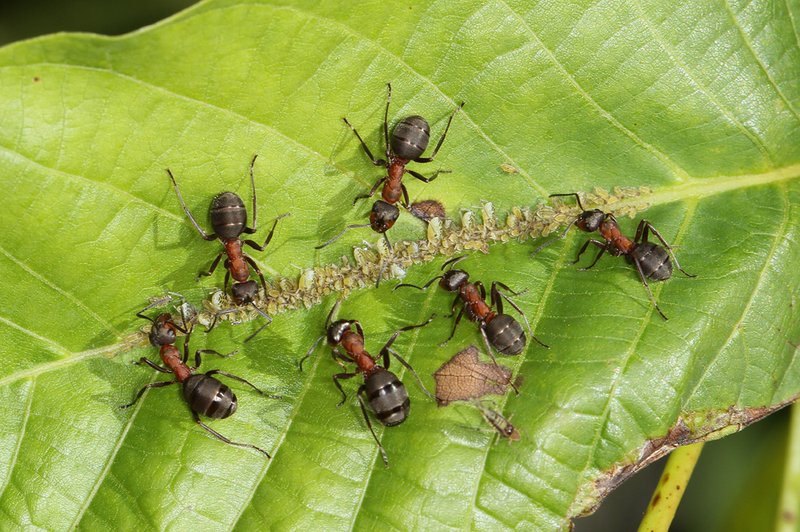 Wood ants farm aphids 