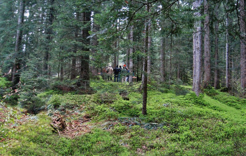 Hochwasserschutzwald am Gantrisch