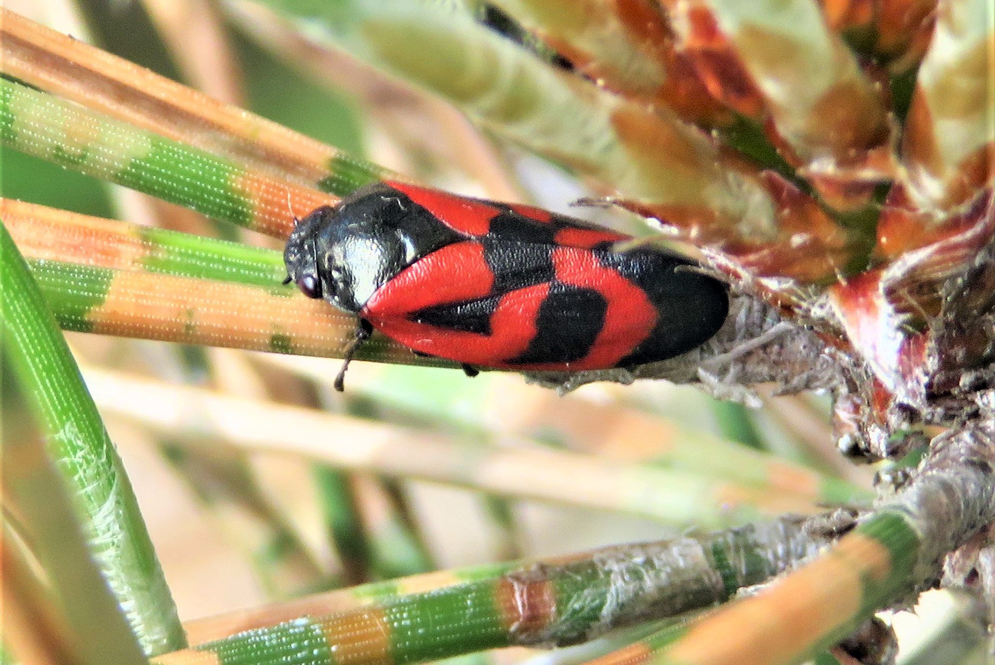 Adulte Kiefernblutzikade