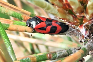 Adulte Kiefernblutzikade