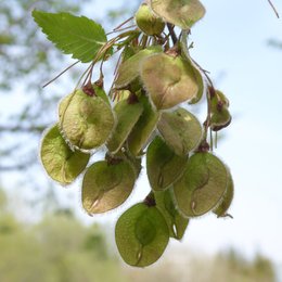 Zweig mit kleinen runden Flügelnüssen