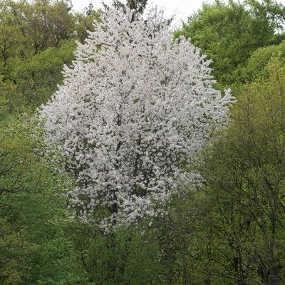 weiß blühender Baum zwischen grünen Bäumen