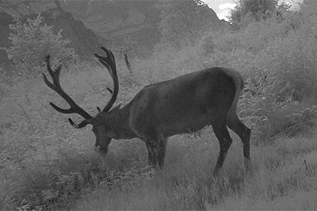 Hirsch durch Fotofalle