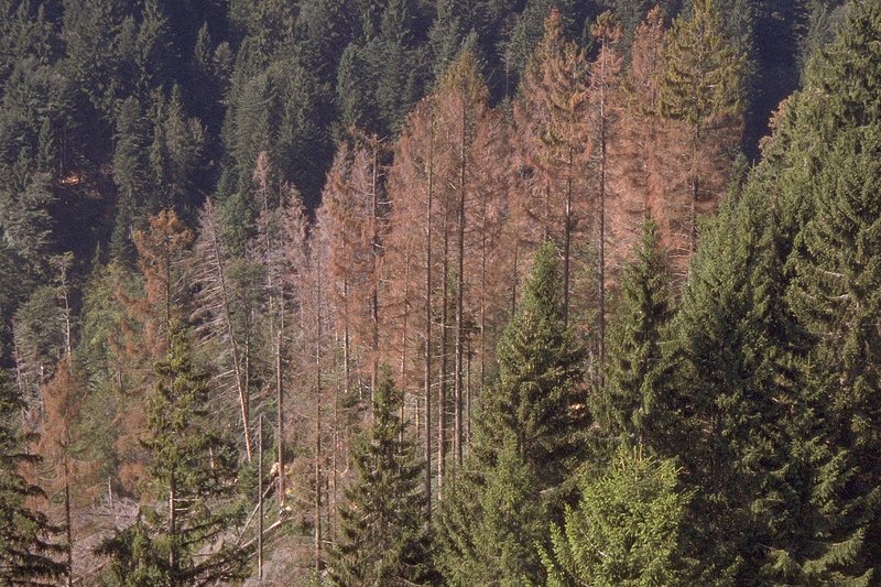Buchdrucker-Befallsherd in einem Fichtenbestand