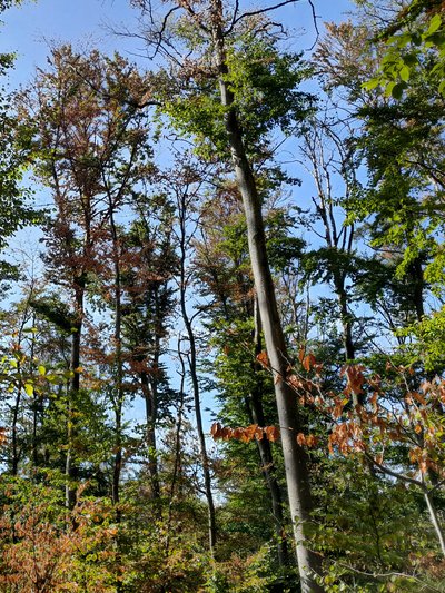 Deciduous forest with dead crowns
