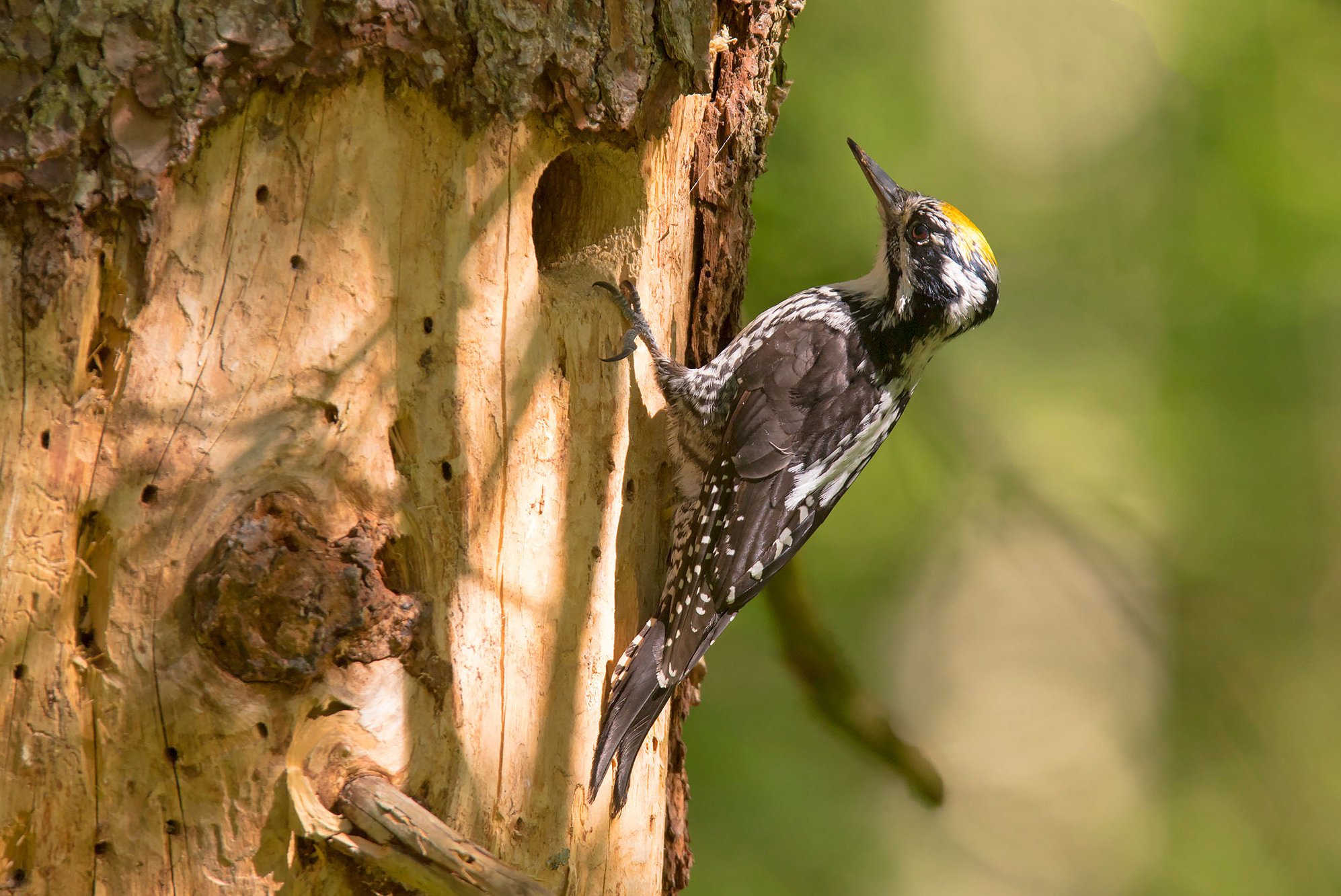 Männlicher Dreizehenspecht an einem Baumstamm. Foto: Grzegorz (stock.adobe.com)