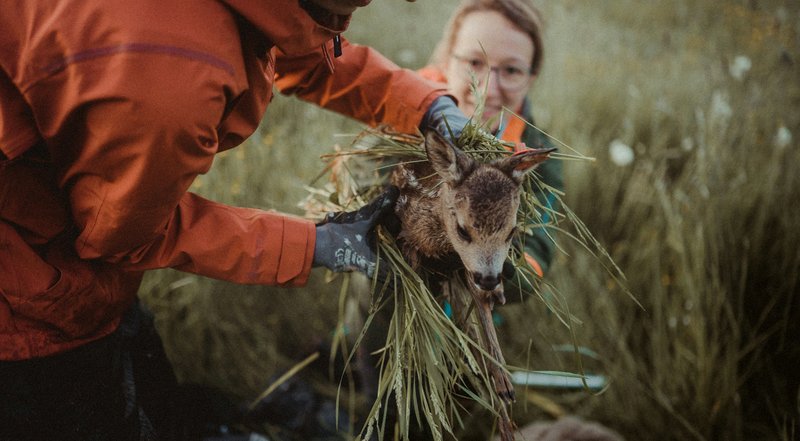 Ein Kitz wird besendert