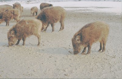 Wildschweinrotte in nicht artgerechten Haltung