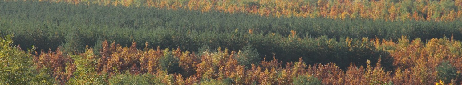 Laubholz-Mischwälder in der Bergbaufolgelandschaft 