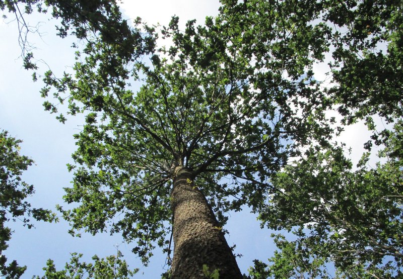 freigestellte Krone mit geradem Schaft 