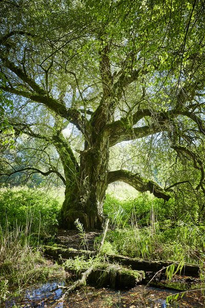 Alter, knorriger Baum mit weit ausladender, moosbewachsener Krone in einem feuchten Wald. Im Vordergrund liegen Totholz und flache Wasserflächen zwischen dichter Ufervegetation.