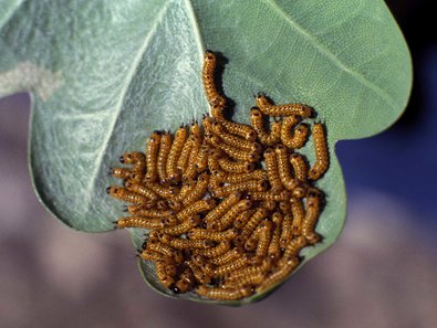 zahlreiche gelbliche Raupen auf einem