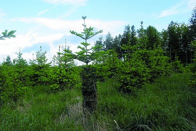 Abbildung 1: Tanne im Einzelschutz nach acht Vegetationsperioden.