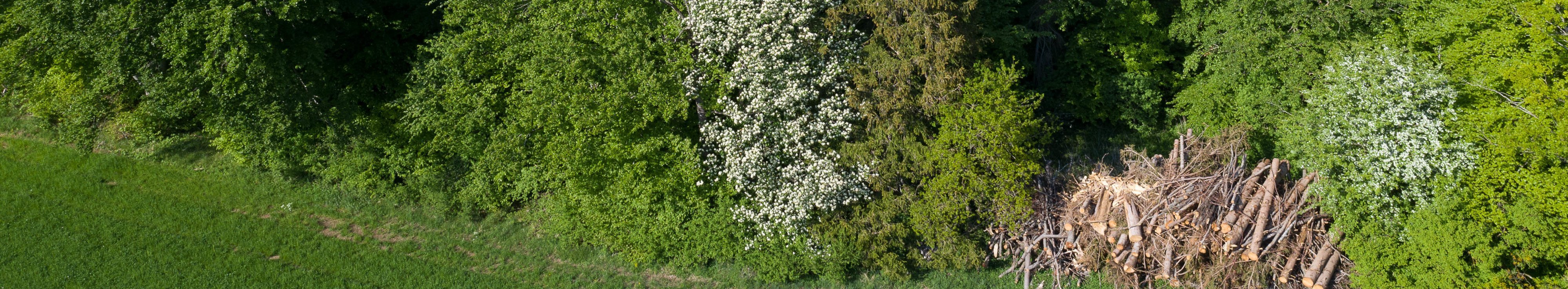 Waldrand mit blühenden Bäumen