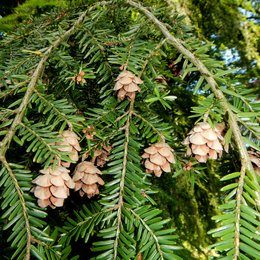 Dunkelgrüne zweizeilig angeordnete Nadeln und braune halb geöffnete kleine Zapfen der Westamerikanischen Hemlockstanne