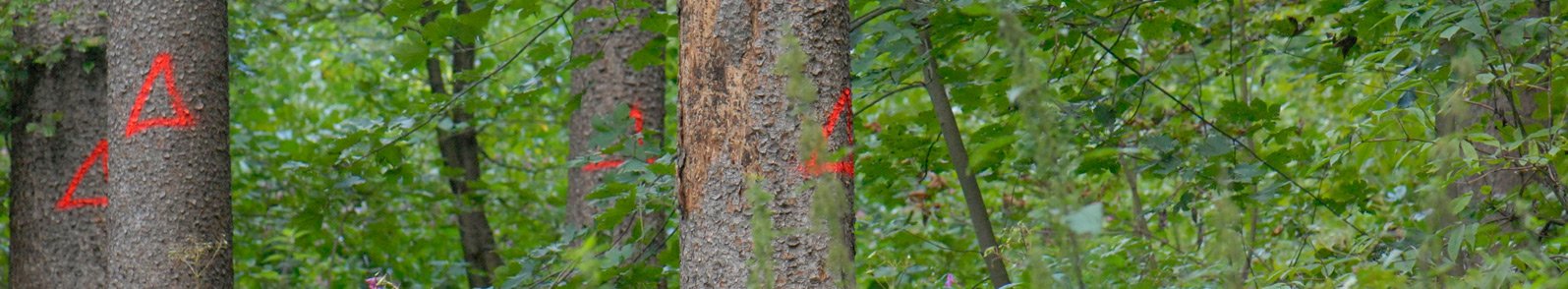 Nadelbäume mit abfallender Rinde und roten Markierungen 