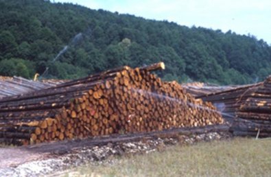 Nasskonservierung von eingeschlagenem Holz