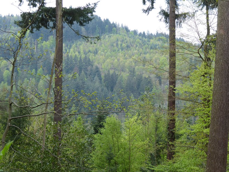 Blick durch 2 Douglasien auf den Gegenhang bei der Freiburger Wonnhalde. Nach Sturmwurf alter Fichten wurde in 30 Jahren ein Laubmischwald aufgebaut.