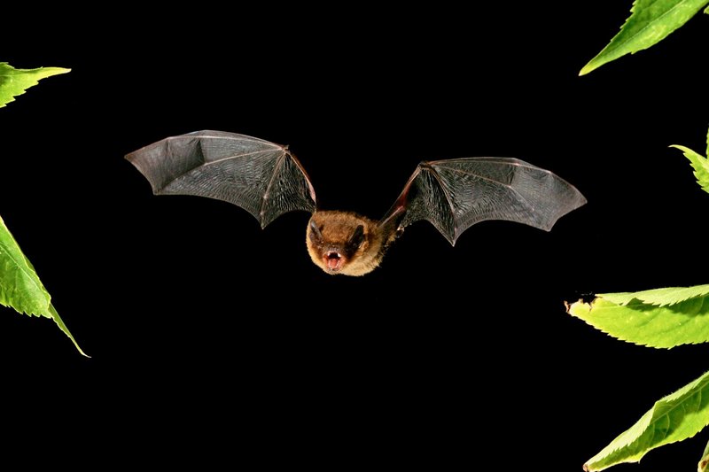 Die Mückenfledermaus (Pipistrellus pygmaeus) ernährt sich vor allem von Mücken und anderen kleinen Insekten Die Mückenfledermaus (Pipistrellus pygmaeus) ernährt sich vor allem von Mücken und anderen kleinen Insekten