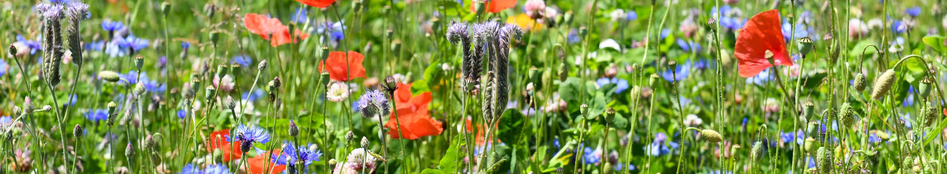 Verschiedenfarbige Blüten einer Blühmischung