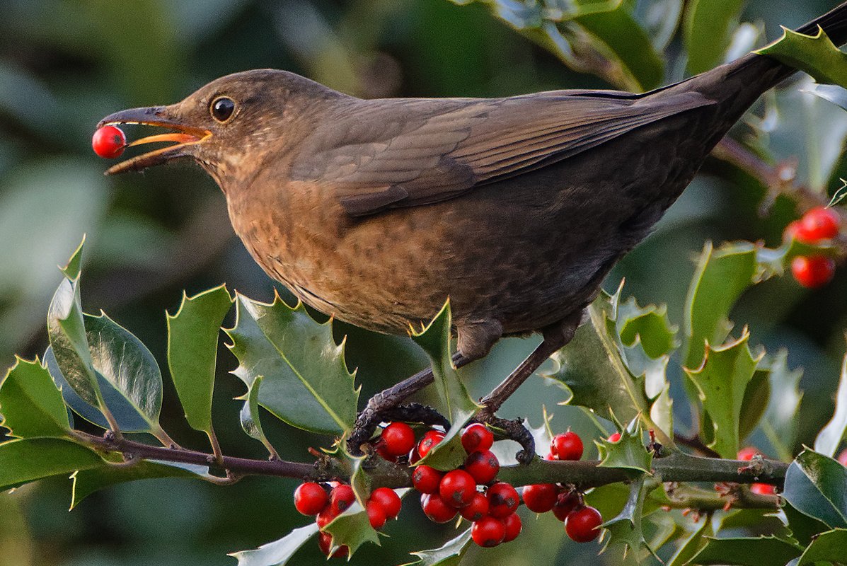 Brauner Vogel frisst rote Beeren
