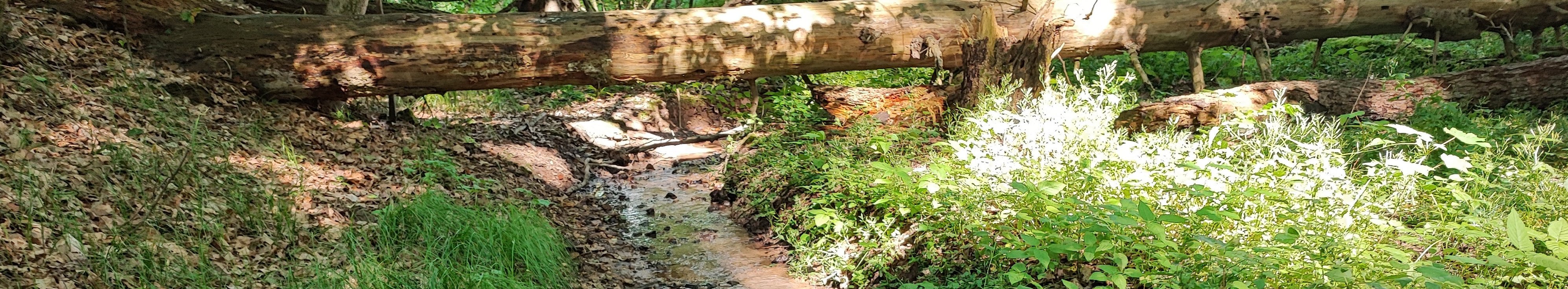 Laubwald mit Wasserläufen