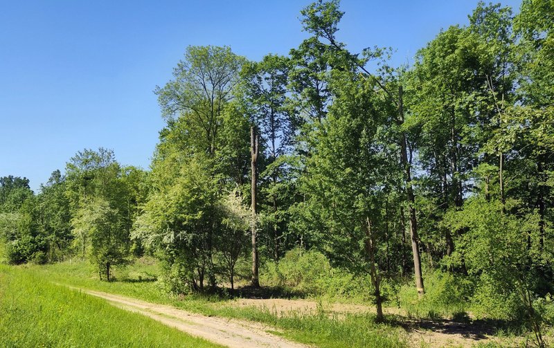 Auwald mit strukturreicher Vegetation und liegendem Totholz.