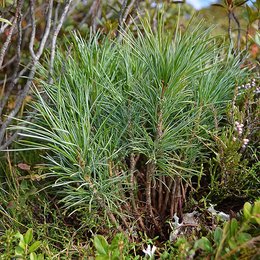  Clusters of young stone pine growing from a spotted nutcracker’s seed cache