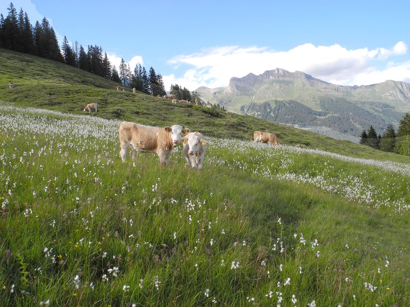 Beweidetes Flachmoor in den Nordalpen