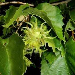 Glänzendgrüne gezähnte Blätter der Baumhasel umgeben eine gelbgrüne gefranste Baumhaselfrucht
