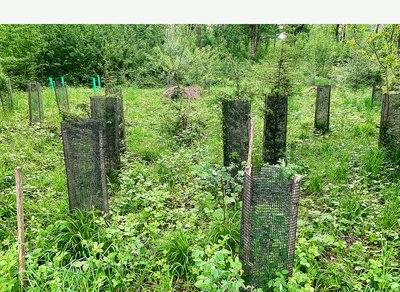 Arboretum im Waldlabor Zürich