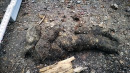 Wolfskot besteht größtenteils aus Haaren und Knochenresten; der hohe Kalkanteil lässt ihn weißlich erscheinen.