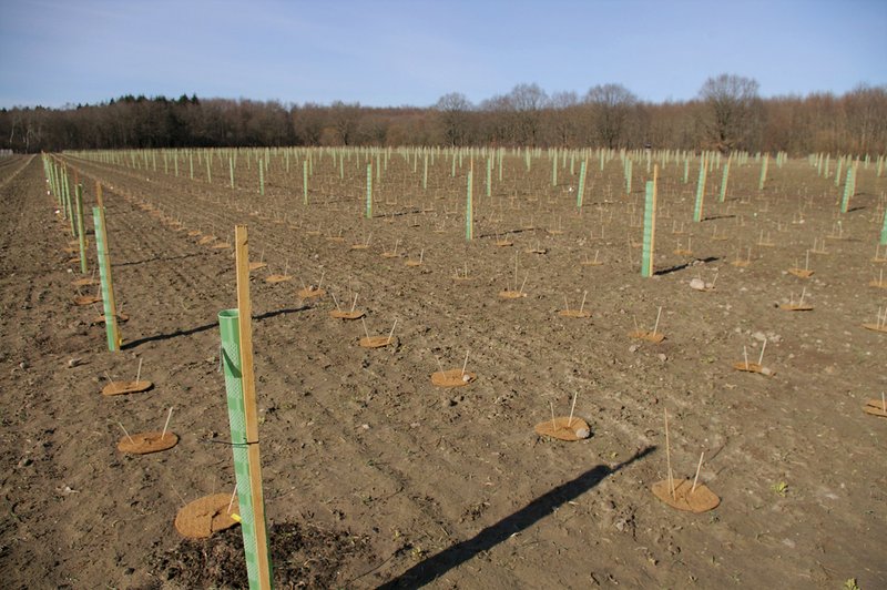 Fläche mit zahlreichen Eschenpflanzen