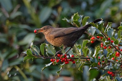 Brauner Vogel frisst rote Beeren