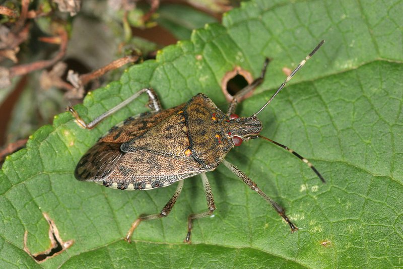  punaise diabolique (Halyomorpha halys)