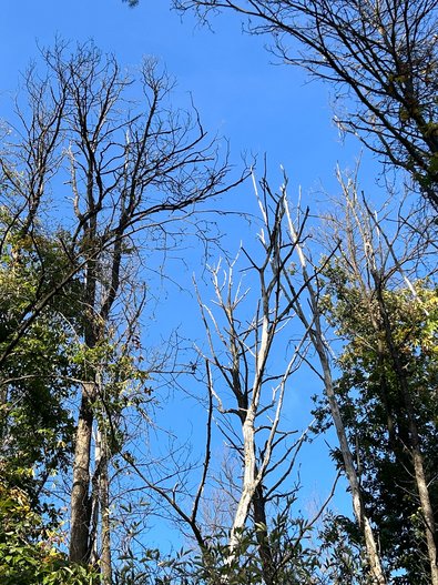 Typische absterbende und abgestorbene Kronen nach Befall durch den Esskastanien-Rindenkrebs (Foto: FVA BW/Delb).