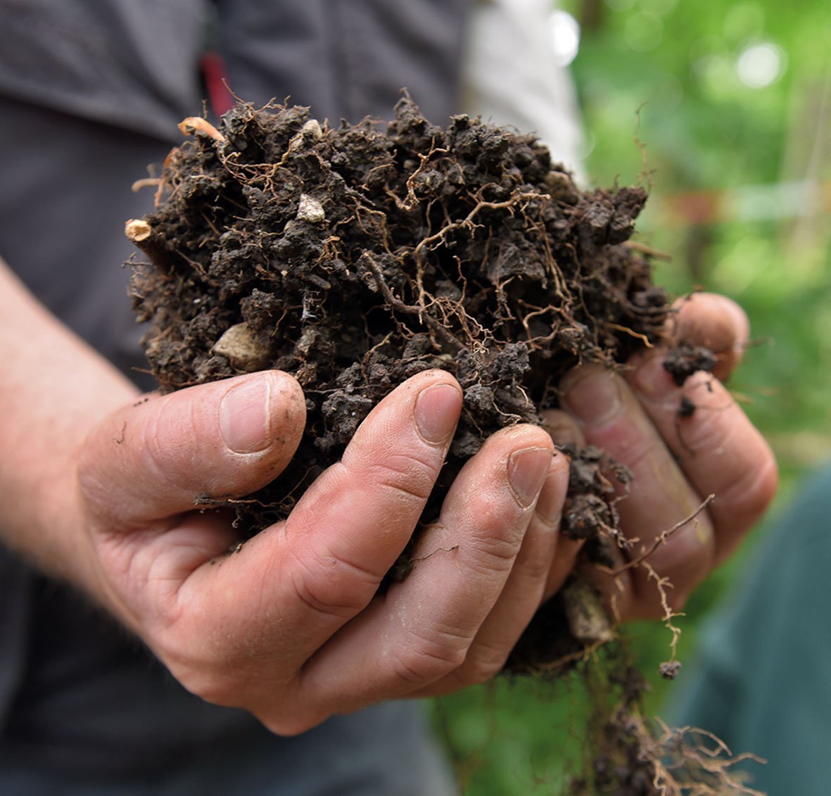 Das Fundament unserer Wälder 1 Das Fundament unserer Wälder