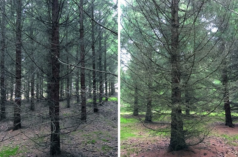 Zwei Bilder, die Fichten zeigen