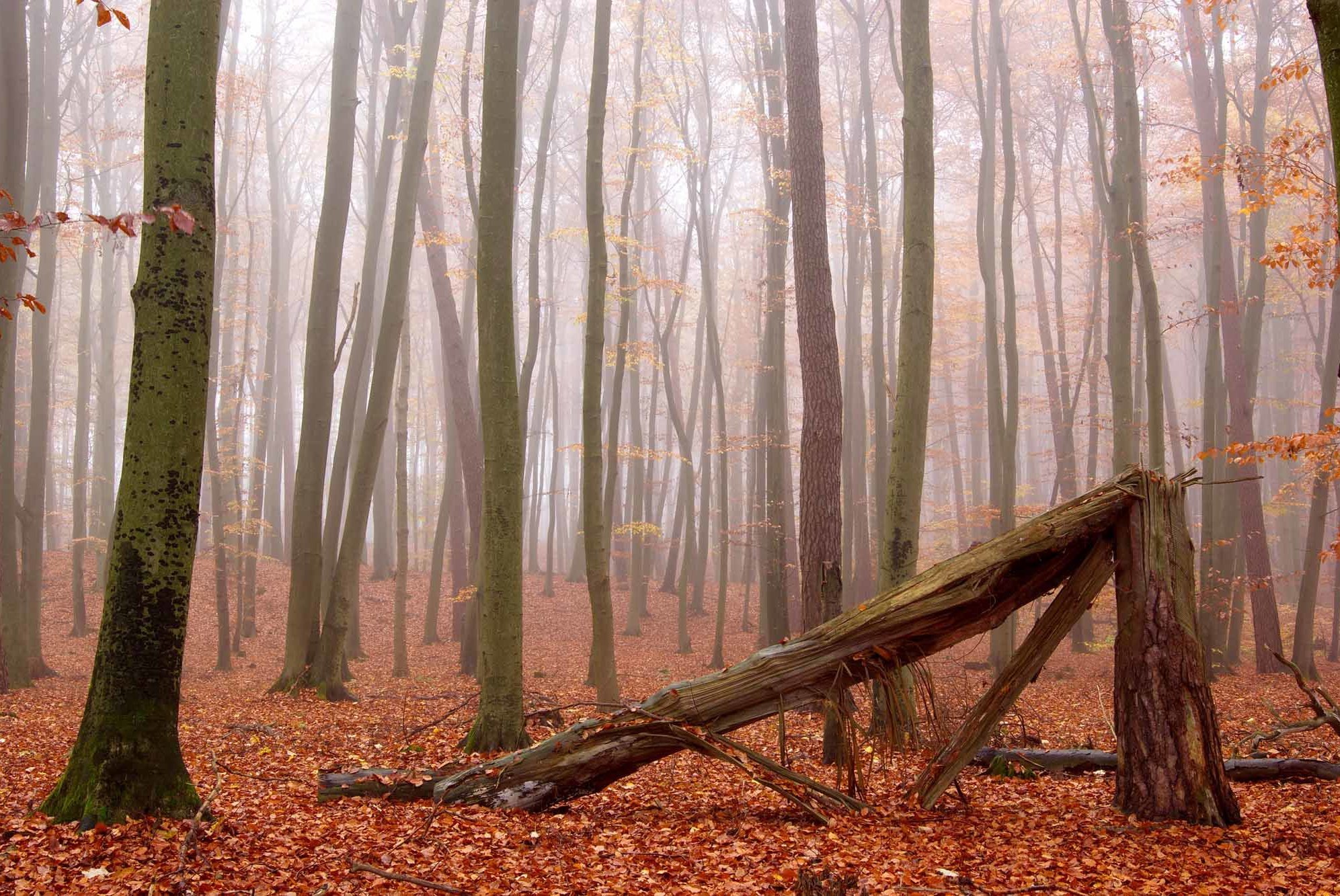 Herbstwald Nebel