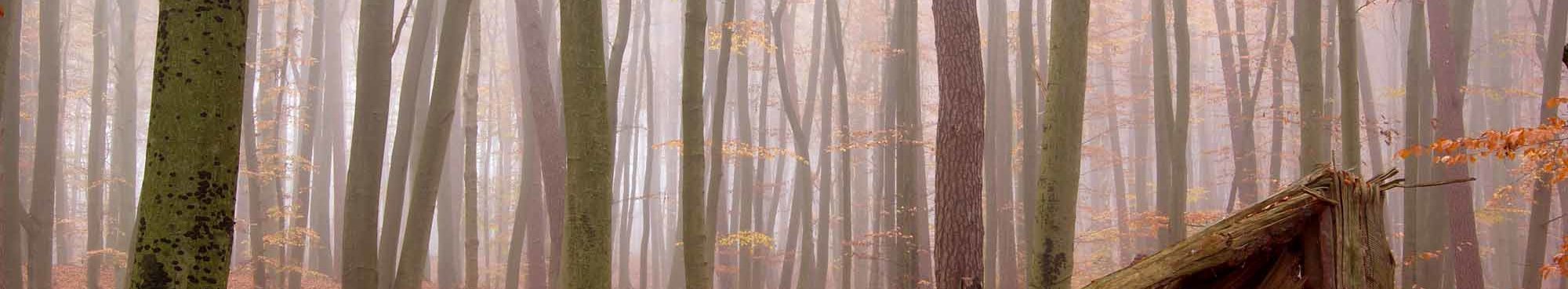 Herbstwald Nebel