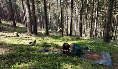 Eine dynamische Waldtypisierung beschreibt ein System von veränderlichen Standortszuständen