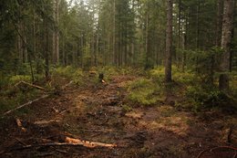 Aufgelichteter Fichtenwald mit einer frisch bearbeiteten Rückegasse; gefällte Bäume, Äste und Baumstümpfe liegen auf dem Waldboden.