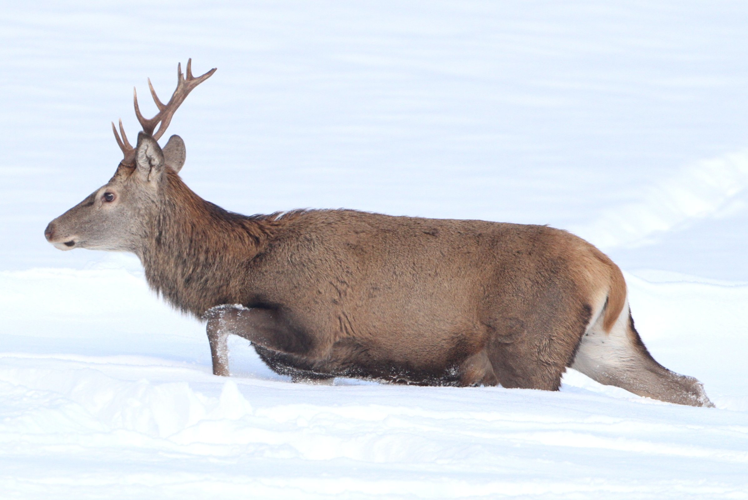 Hirsch geht durch eine Schneelandschaft