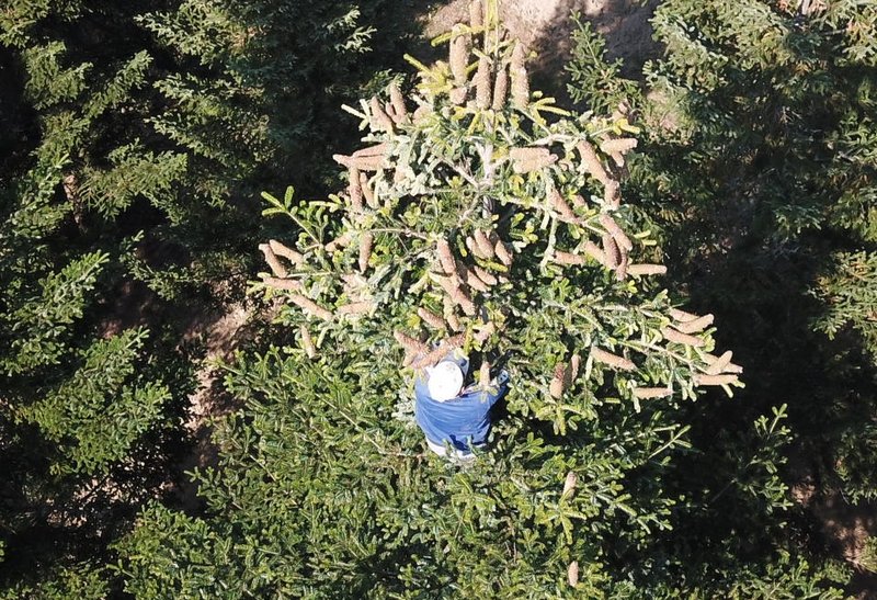 Ernter bei der Gewinnung von Tannen-Zapfen