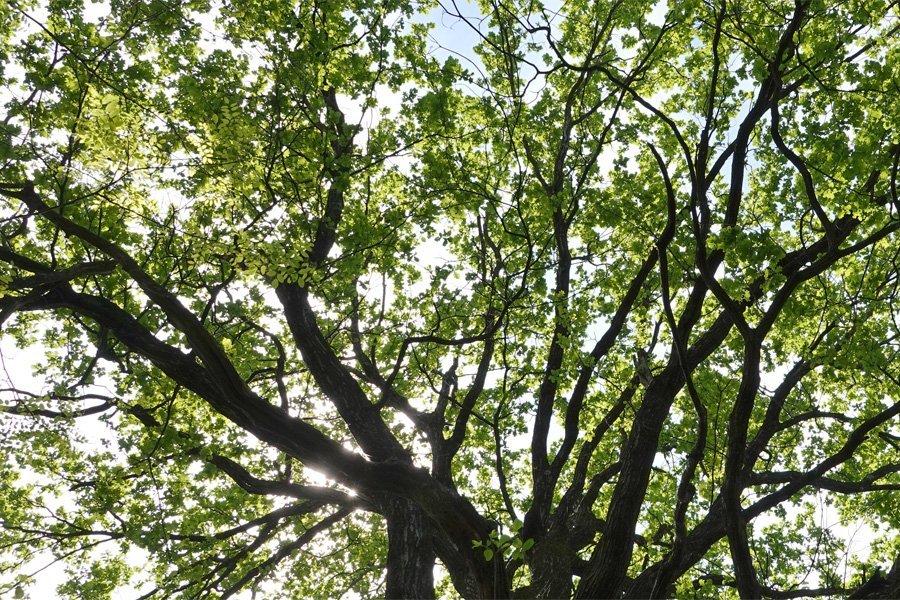 Der Zustand der Baumkronen in den Schweizer Wäldern 1 Der Zustand der Baumkronen in den Schweizer Wäldern