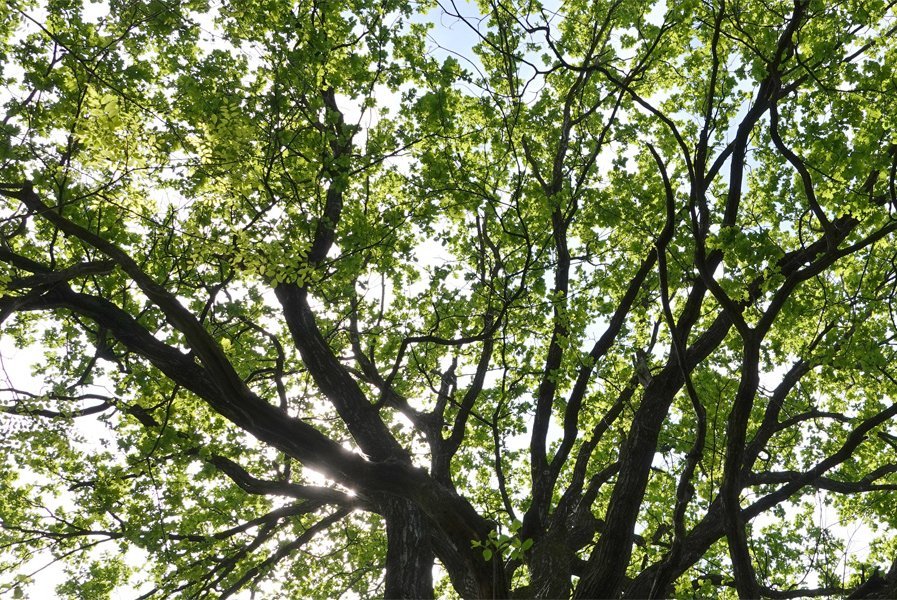 Der Zustand der Baumkronen in den Schweizer Wäldern